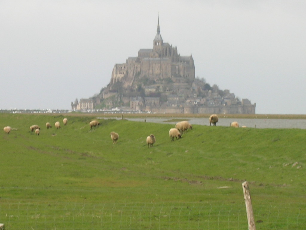 Sheep grazing on the salty marsh at Mont St. Michel in northwestern France.